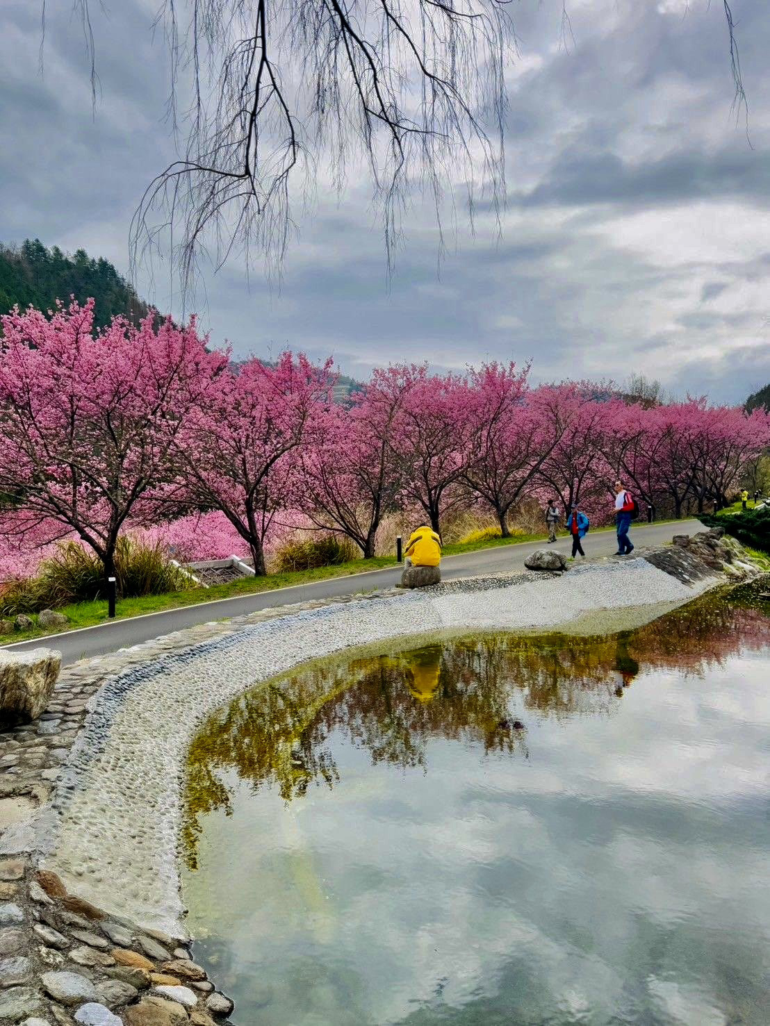 #2月好去處2025 
武陵森林遊樂區位於台中市和平區，地屬於雪山山脈，區內的七家灣溪（國寶魚櫻花鉤吻鮭棲息地）為大甲溪之上游，其西岸的河階台地廣大，即為「武陵農場」的所在地。

武陵農場四季美景皆有其特色如賞櫻、賞銀杏、及賞秋景～楓葉及松林轉紅。櫻花🌸滿開時整個農場籠罩在粉紅色的浪漫風情，人車都塞到爆。除了賞花外還可以桃山步道散策、走訪水煙裊繞澎湃雄壯的「煙聲瀑布」。

春日櫻花怒放的日子是ㄧ宿難求，我們提前上網登記露營區的木棧板營位，多了一些野趣喔！農場內有個管理單位可以付費購買物資；露營山中自炊的樂趣需要您親自來體驗及細細品嚐喔！


💰人均消費：門票全票：$160、
📍地址：台中市和平區武陵路3-1號 ·