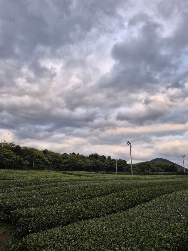 🌳🍵☕️제주 서쪽 가볼만한 곳 오설록 티뮤지엄 