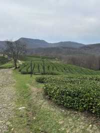 Tea fields with horses 🐴 