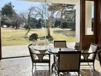 奢華高爾夫溫泉度假莊園⛳️眺望富士山及大室山 Southern Cross Resort #東京近郊