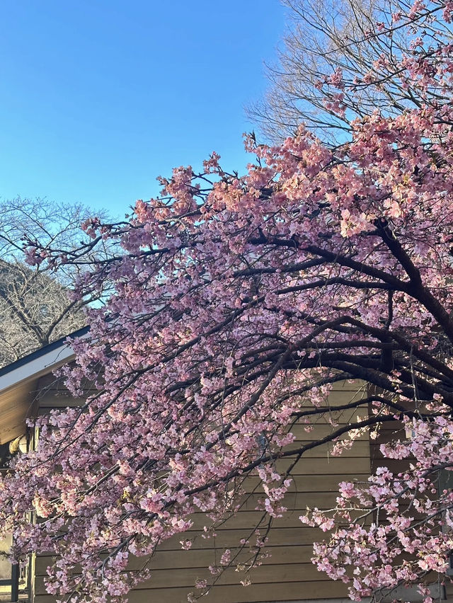 東京代代木公園的櫻花綻放實況｜春日的浪漫🌸