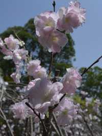 深圳動物園的櫻花盛放，讓人驚嘆不已🌸