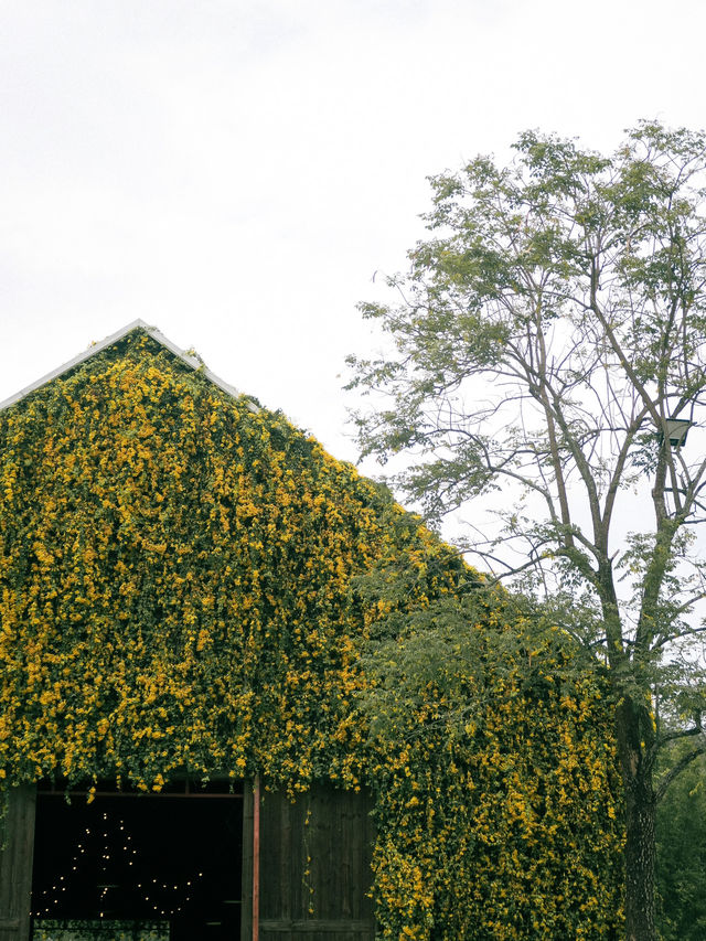 The Birder's Lodge | ดอกเหลืองชัชวาลย์full bloom🌼