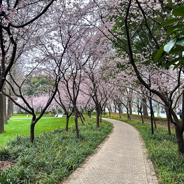 武漢中山公園~櫻花魅影