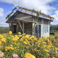 Blooms and Bliss: Discovering Dalat’s Hydrangea Garden"