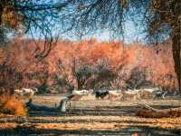 Ejina Populus Euphratica Forest 🍂🏜️