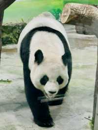 臺北市動物園🐾大人小朋友都啱玩地方