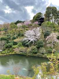 【東京×椿山荘】ライトアップで浮かび上がる夜桜雲海