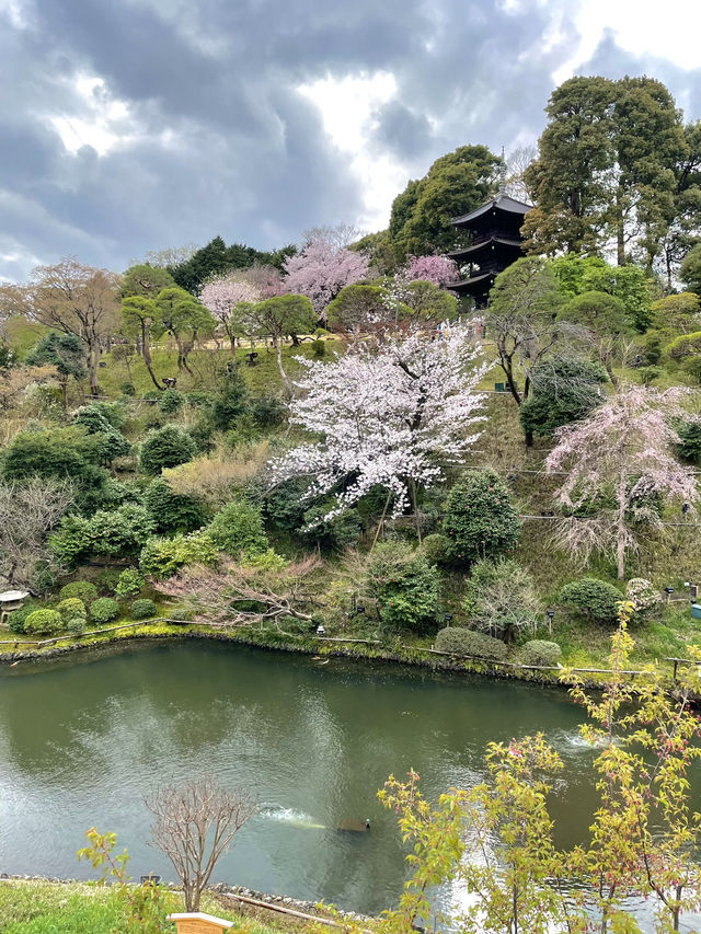 【東京×椿山荘】ライトアップで浮かび上がる夜桜雲海