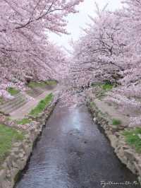 Fall in the Dreams of Sakura~🌸☁️