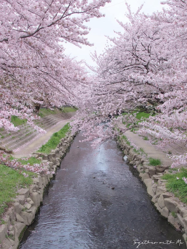 Fall in the Dreams of Sakura~🌸☁️