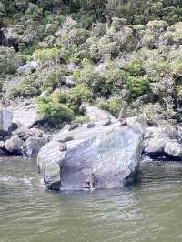 Milford sound 