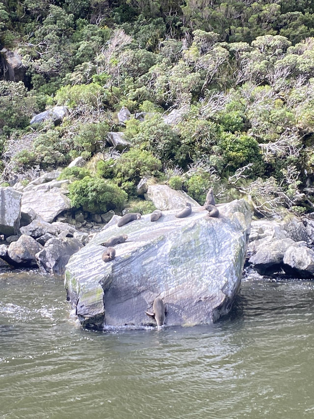 Milford sound 