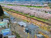 Chasing Sakura at Shibata Senokyo Bridge