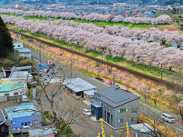 Chasing Sakura at Shibata Senokyo Bridge