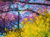 Chasing Sakura at Nishihirabatake Park