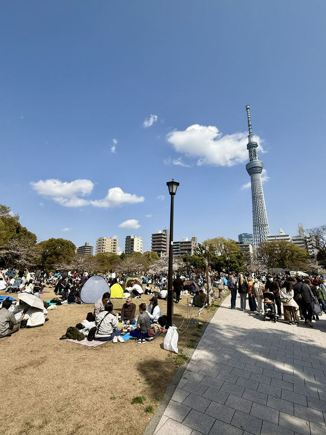 Cherry Blossom Viewing at Sumida Park🌸