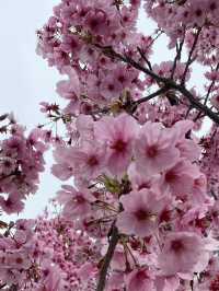 Spring Bliss: Cherry Blossoms in Full Bloom at Maruyama Park