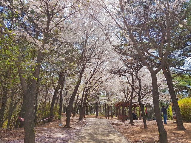 🌸서울 근교, 고양시 덕양구 지도공원 봄여행 장소 추천🌸