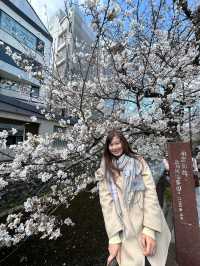 京都櫻花 3月31日實況