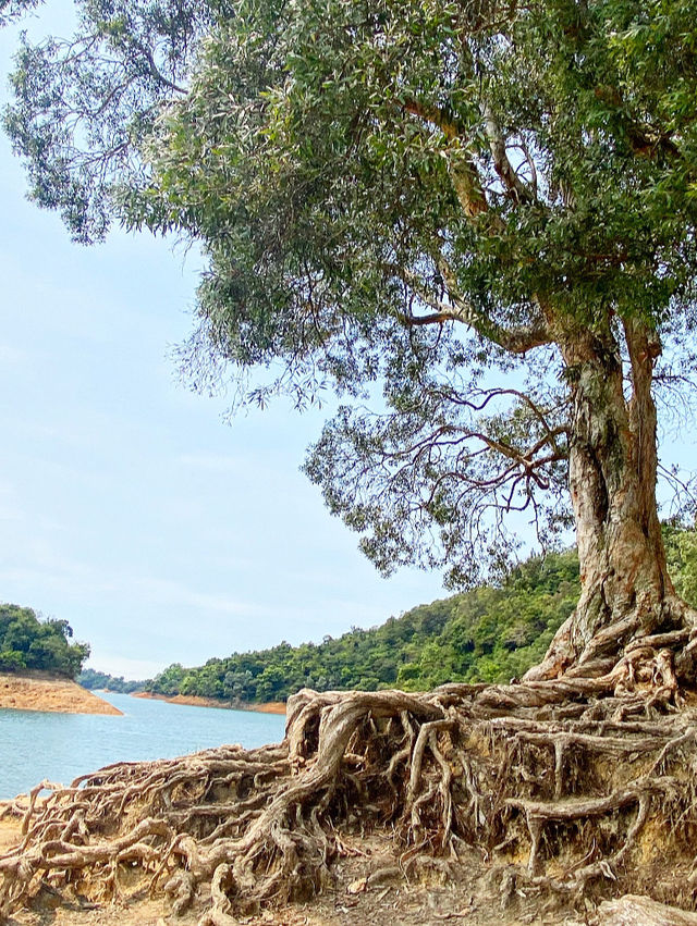 白千層｜香港最易徒步打卡景點🌳