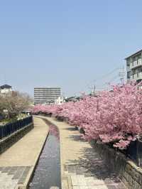 🌸 พาชมซากุระพันธุ์บานเร็ว Kawazu-Zakura in Yodo