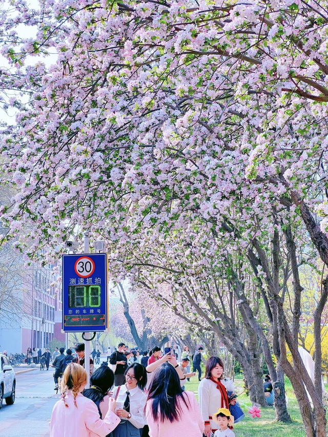 Tianjin University Crabapple Blossom Season 🌸 | 2025 Visit Guide & Reservation Info