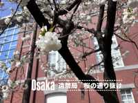 【大阪府】造幣局の桜の通り抜け2025