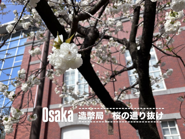 【大阪府】造幣局の桜の通り抜け2025