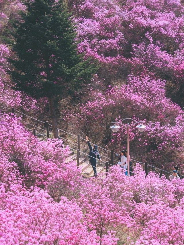 🌸 분홍빛 물결에 빠지다 – 진달래축제
