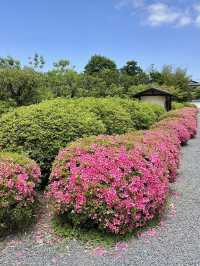 Spring Visit to Zuishin-in🌼