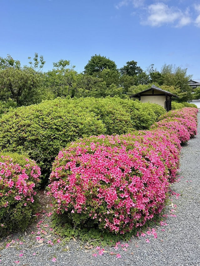 Spring Visit to Zuishin-in🌼