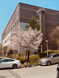 Campus in Bloom: Chungnam National University's Delightful Spring Cherry Blossoms 