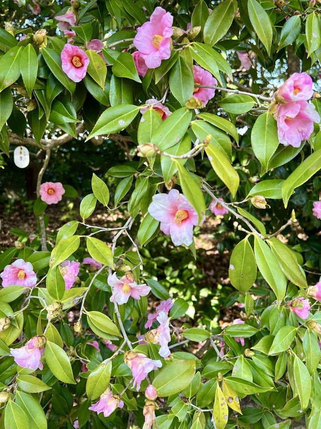 Spring Showers of Blooms at Jōnan-kyū🌸