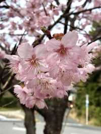 Cherry Blossoms in Full Bloom at Ojigaoka Park
