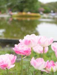 【愛知×フラワーパーク江南】四季折々の花々が楽しめる公園