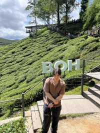 ไร่ชา BOH, Cameron Highland, มาเลเซีย