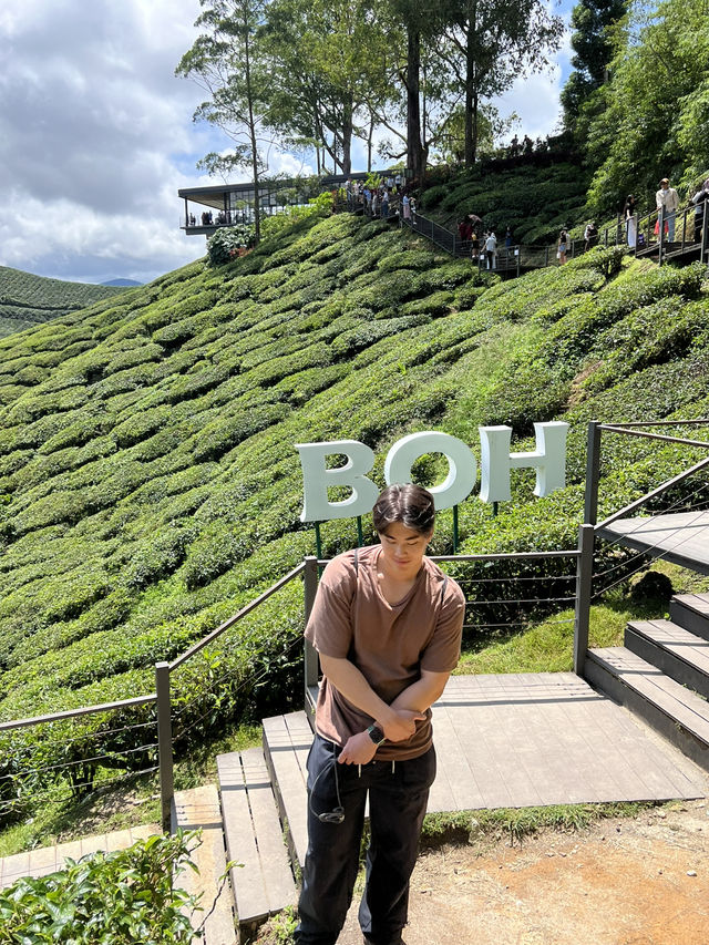 ไร่ชา BOH, Cameron Highland, มาเลเซีย