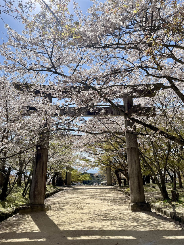 【福岡観光】桜パトロール