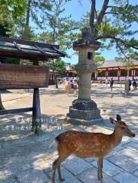 修学旅行の定番！奈良時代に造られた国宝✨奈良 東大寺