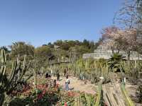  **🌵【廈門必打卡】園林植物園多肉區：闖入奇幻沙漠綠洲，與3000種多肉共舞！🏜️**  