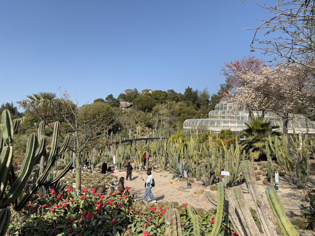  **🌵【廈門必打卡】園林植物園多肉區：闖入奇幻沙漠綠洲，與3000種多肉共舞！🏜️**  
