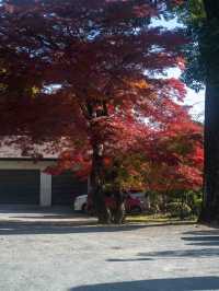 赤と黄色のグラデーション！神奈川・大山の紅葉トレイル🍁⛰️