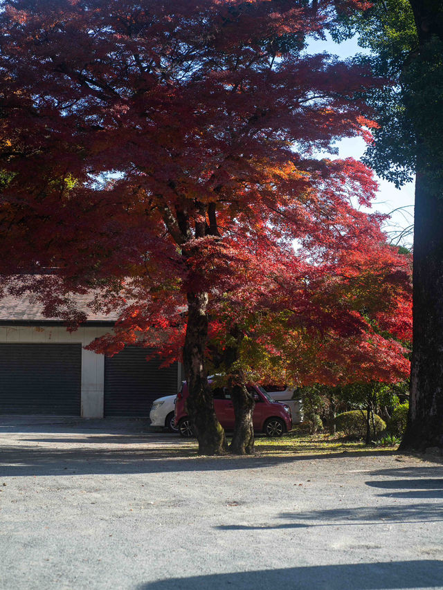 赤と黄色のグラデーション！神奈川・大山の紅葉トレイル🍁⛰️