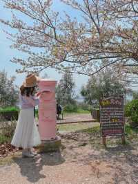 穴場の絶景桜スポット🌸💓