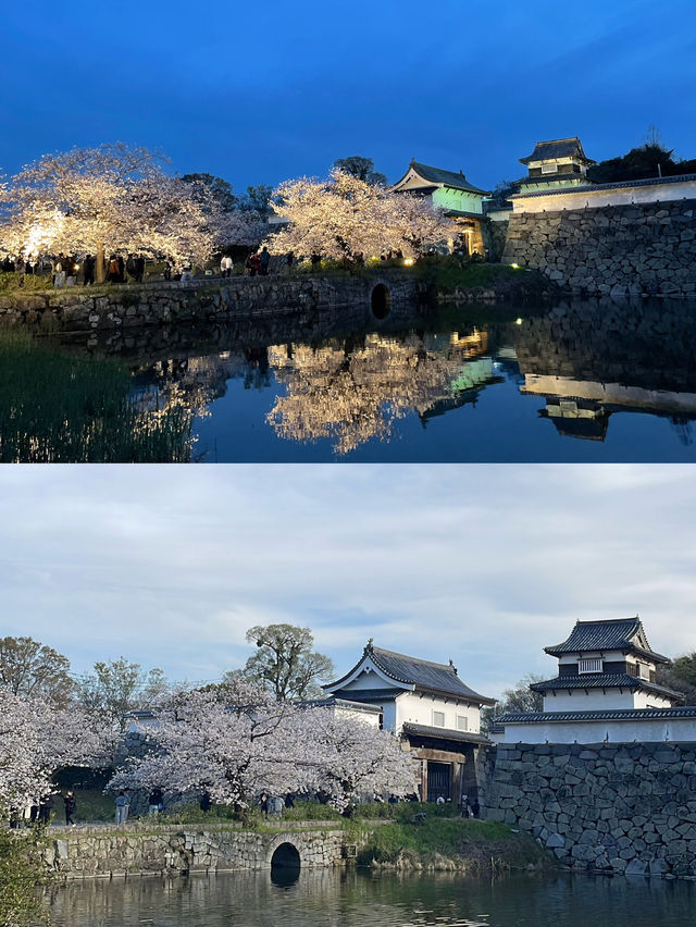 Fukuoka Castle Ruins day & night views