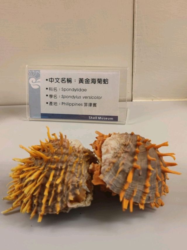 #旗津貝殼館-高雄市旗津區
