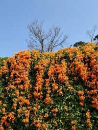 #炮仗花海公園-苗栗縣銅鑼鄉