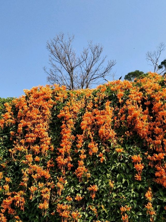 #炮仗花海公園-苗栗縣銅鑼鄉