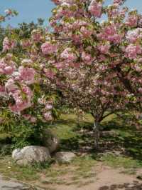 Chaoyang Park Cherry Blossoms-Downtown Beijing’s Urban Sakura Escape